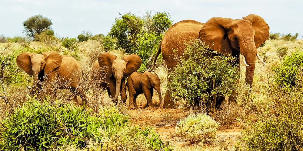 Czerwone słonie z parku narodowego Tsavo East