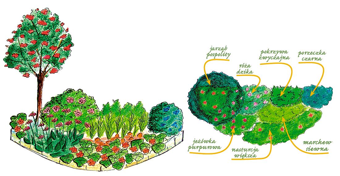 Ogródek ziołowy