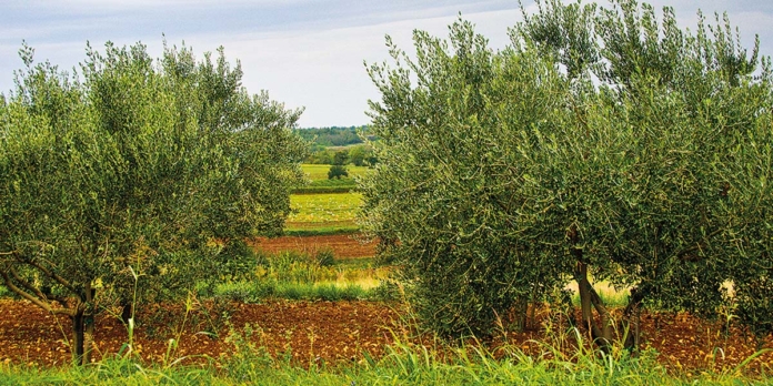 Gaje oliwne to dziedzictwo rodzinne przekazywane z pokolenia na pokolenie.