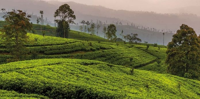 Sri Lanca - plantacja herbaty